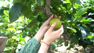 GLOBALink  Traditional delicacy on Liqiu solar term pear [upl. by Meuse91]