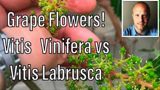 Grape Flowers Identify Vitis Vinifera vs Vitis Labrusca Common Grape vs Fox Grape [upl. by Ahsaelat199]