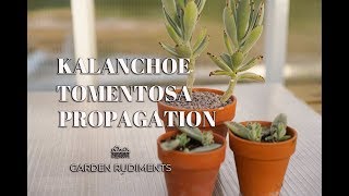 Kalanchoe Tomentosa Propagation [upl. by Ahcire709]