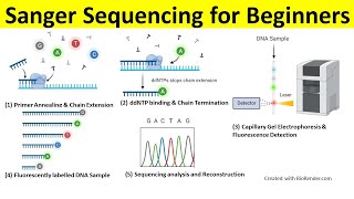 Sanger Sequencing Method  Principle Steps and Application [upl. by Anytsirk271]