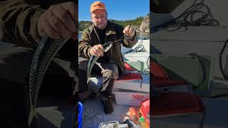 Fishing makrell in norway fishing sailboat sailing boating fish [upl. by Dorehs]