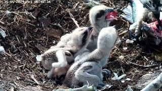 Poole Harbour Osprey Nest Camera  the moment a crab falls out of the sea bass [upl. by Jae]