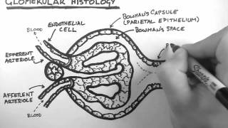 Renal Anatomy 3  Glomerular Histology [upl. by Milka]