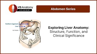 Exploring Liver Anatomy Structure Function and Clinical Significance [upl. by Charmine287]