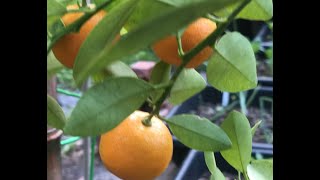 Calamondin Citrus Fruit Tree  Zone 7 [upl. by Vento727]