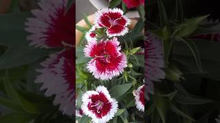 Beautiful dianthus dianthusflower beautyofdianthus shortsshorts [upl. by Eaver16]