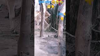 bollywood love hindisong funny video viralshorys chorbtrending funnyvideo funnyshorts [upl. by Chaffinch756]