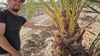 Como se conose una palma datil MeDJOOL cual es el macho y embra quedate aber este video [upl. by Solracnauj]