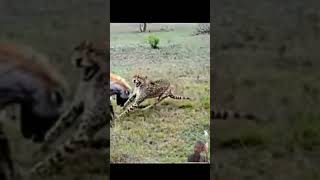 Cheetah vs hyena real fight animals cheetah leopard wildlife africanwildlife [upl. by Arin760]