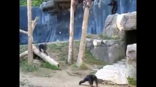 Chimpanzee BrawlCrazy Chimps Fighting in LA Zoo [upl. by Esydnac]