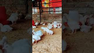 chicken songs chickensong chicken funny hen poultry [upl. by Salkin]