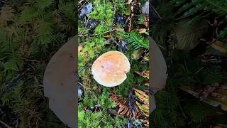 The best activity on a rainy day is not watching a TV series but picking mushrooms mushrooms [upl. by Akselaw617]