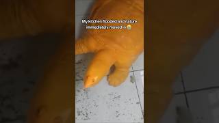 Funny animal videos I found on Instagram and Tiktok shorts funnyanimals cat funnypets funny [upl. by Colson]