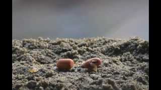 Time Lapse Video Germination of Seed [upl. by Roleat505]