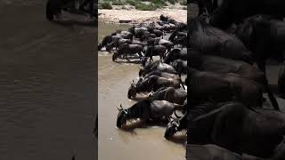 Grumeti river Serengeti national Park Tanzania [upl. by Pennebaker181]