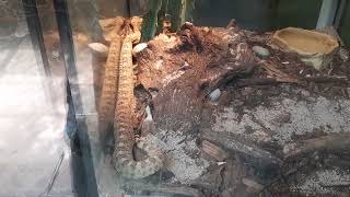 Sidewinder Rattlesnake  Singapore Zoo [upl. by Junina348]