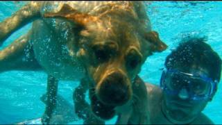 Dog Swimming Underwater 61109  Day 42 [upl. by Tiloine]