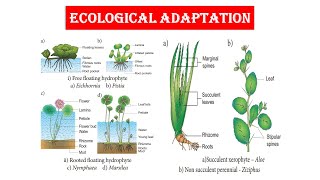 Ecological Adaptation  Hydrophytes Part  I [upl. by Longtin]