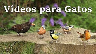 Vídeos para Gatos  Pássaros de Verão [upl. by Annamarie655]