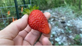 Watering harvesting and diatomaceous earth [upl. by Manard939]