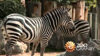 La savane africaine au Zoo de Granby [upl. by Michaeline]