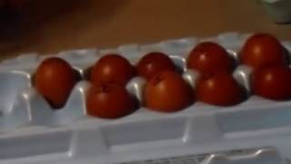 Candling my Maran eggs after 18 days [upl. by Emarej]