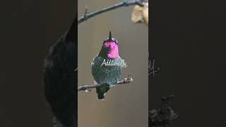 Secrets of Hummingbird Flight How They Beat their Wings So Fast [upl. by Muhcan920]