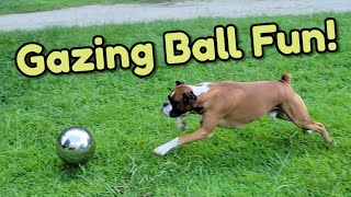 Boxer Dog vs Silver Gazing Ball [upl. by Anad]