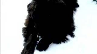 Barking Newfoundland Dog [upl. by Iridis]