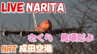 🔴LIVE at NARITA International Airport Plane Spotting 20240407 成田空港ライブカメラ 成田空港 NRTRJAA [upl. by Nednerb411]