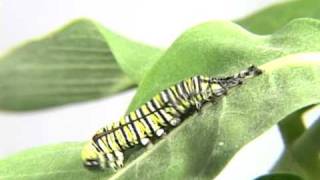 Monarch Caterpillar molting its skin Time Lapse [upl. by Krishna]