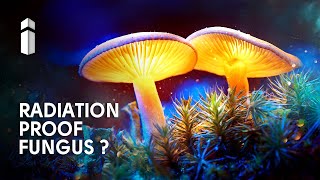 How These Fungus Can Protect Astronauts From Harmful Space Radiation [upl. by Irved]