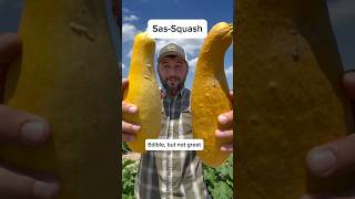 Smells Squatchy bigfoot squash garden gardening vegetablegardening [upl. by Cave]