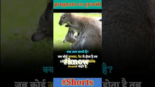 pregnant and gravid knowledge motivation shortvideo facts short viralvideo shortsfeed [upl. by Geffner]