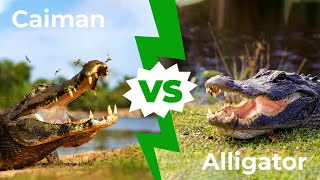 Caiman VS Alligator  The 5 Main Differences Explained [upl. by Faden]