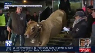 La vacheégérie Haute est arrivée au Salon de l’agriculture [upl. by Anilasor]