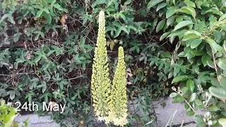 Eremurus Bungei Foxtail lilies coming into flower [upl. by Inimod313]