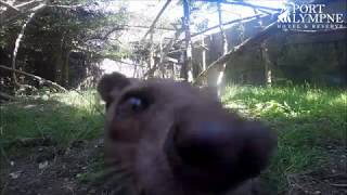 Small Carnivore September Fossa Runs Away With GoPro [upl. by Intisar]