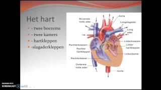 33 werking van het hart [upl. by Mingche]