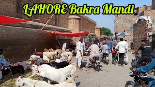 Bakra Mandi Shalimar Lahore Bagh Sunday update Lahore Pakistan [upl. by Laurence]