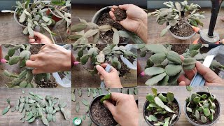 Care And Easy Propagating Of Zygo Cactus Or Christmas Cactus [upl. by Flowers566]