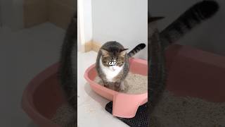 Does a cat need to use a litter tray [upl. by Avner]