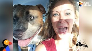 Pit Bull Dog Screams Like A Person When Hes Happy  The Dodo Pittie Nation [upl. by Joses]