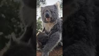 Baby koala caught midscratch 🐨 koala australia australia wildlife cuteanimals babyanimals [upl. by Hernardo]