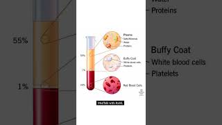 Blood Components 🩸 [upl. by Drugi]