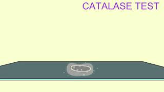 MICROBIOLOGY CATALASE TEST [upl. by Langston]