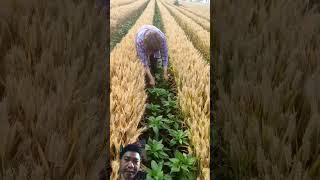 Pruning Tanaman Cabai chili chilies chilli chillis satisfying shortsvideo [upl. by Anelem403]