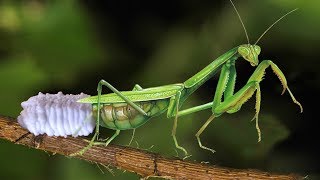 How to Mother Mantis laying eggs on the tree  Ivm reptile story [upl. by Armington]