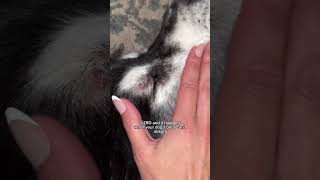 Zinc responsive dermatosis in huskies and sled dogs husky huskies [upl. by Carlick]