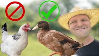 6 Reasons Ducks are Better Than Chickens on a Homestead [upl. by Nitas503]